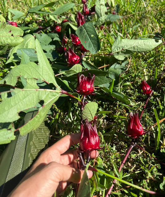 Red Roselle Seed Pods