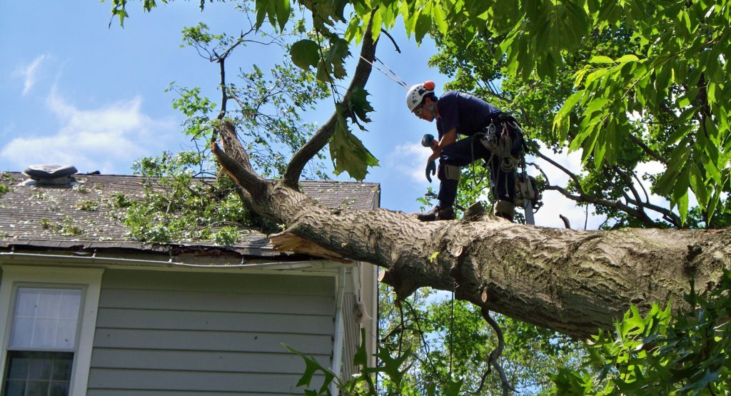 Agroforestry/Tree Work